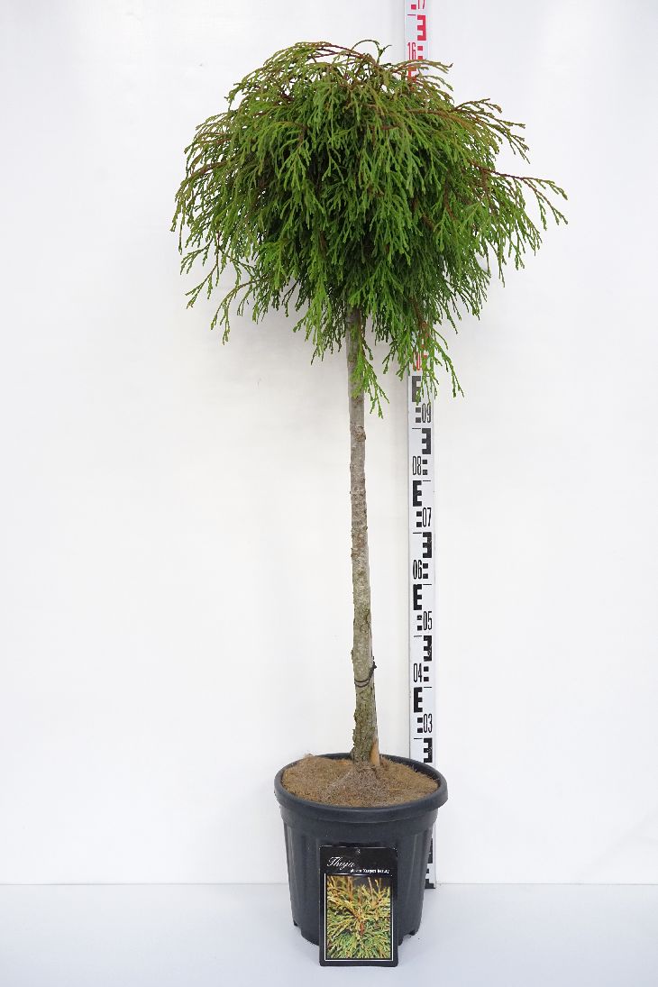 Thuja pl. &