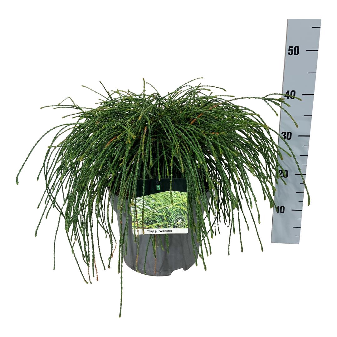 Thuja plicata &