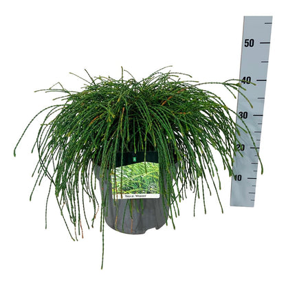 Thuja plicata &
