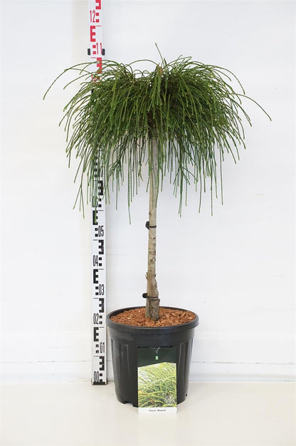Thuja pl. &