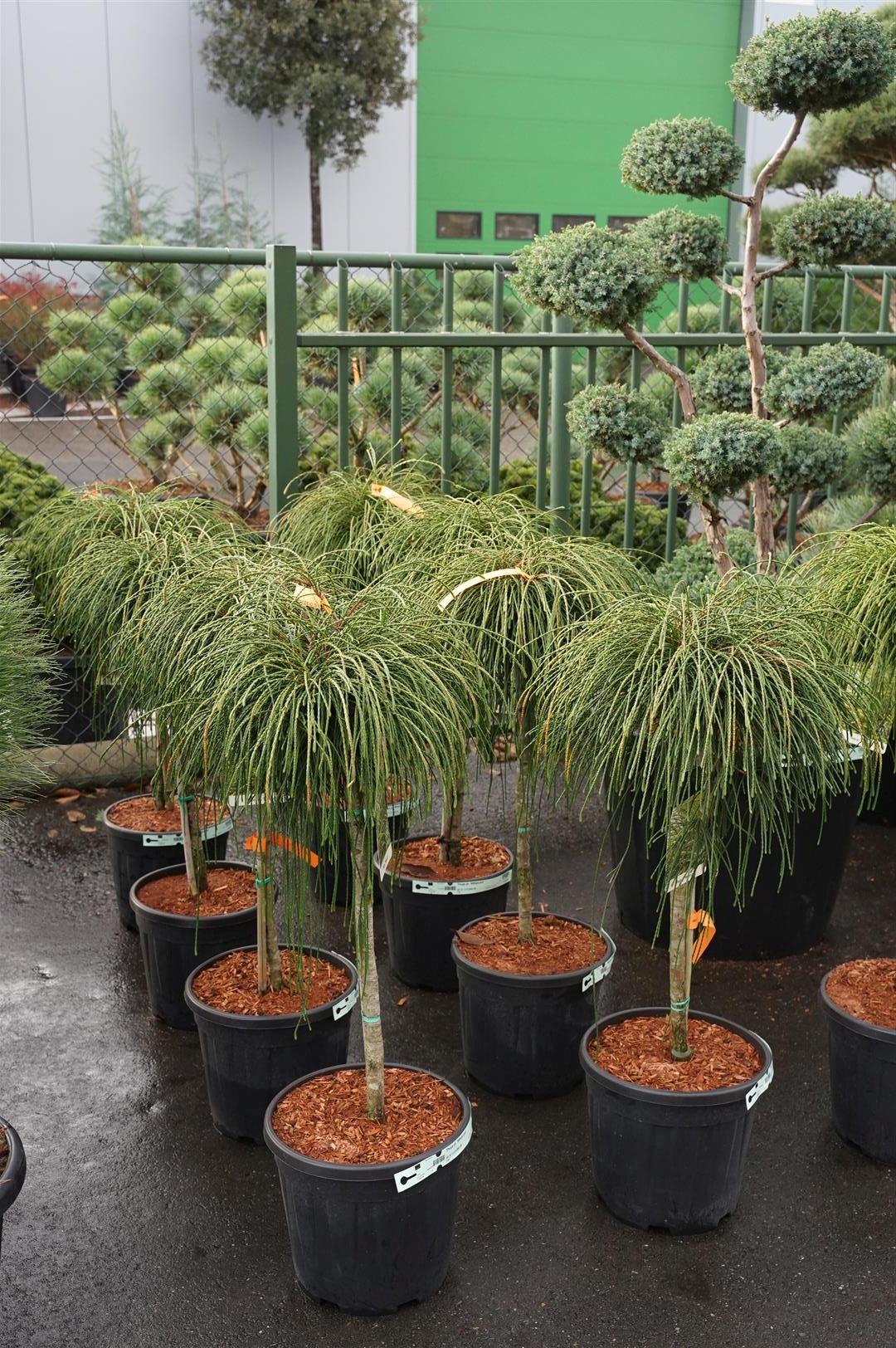 Thuja pl. &