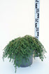 Tsuga canadensis &