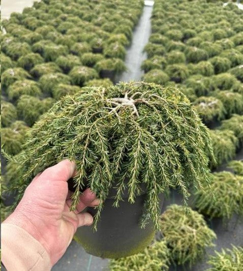 Tsuga canadensis &