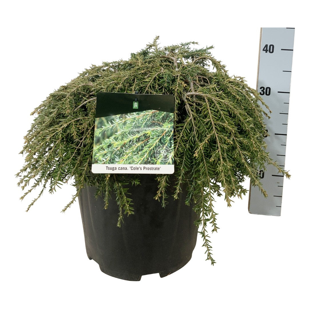 Hemlock can. &