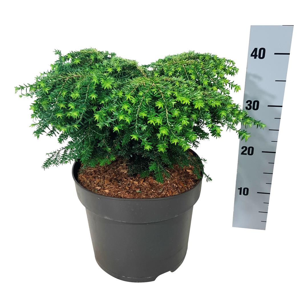 Hemlock can. &