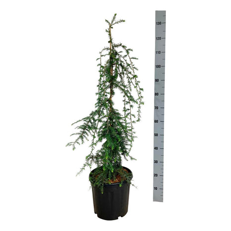 Tsuga can. 'Pendula'