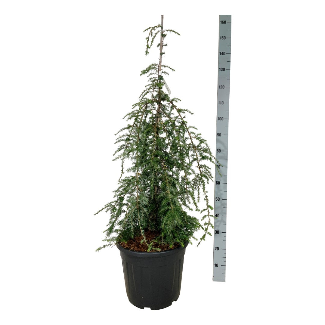 Hemlock can. &