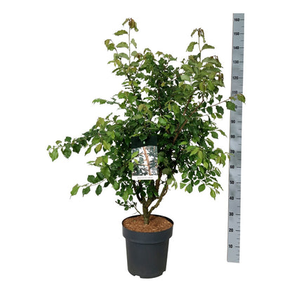 Ulmus minor suberosa C15 (15 liters kruka) 100-125 cm