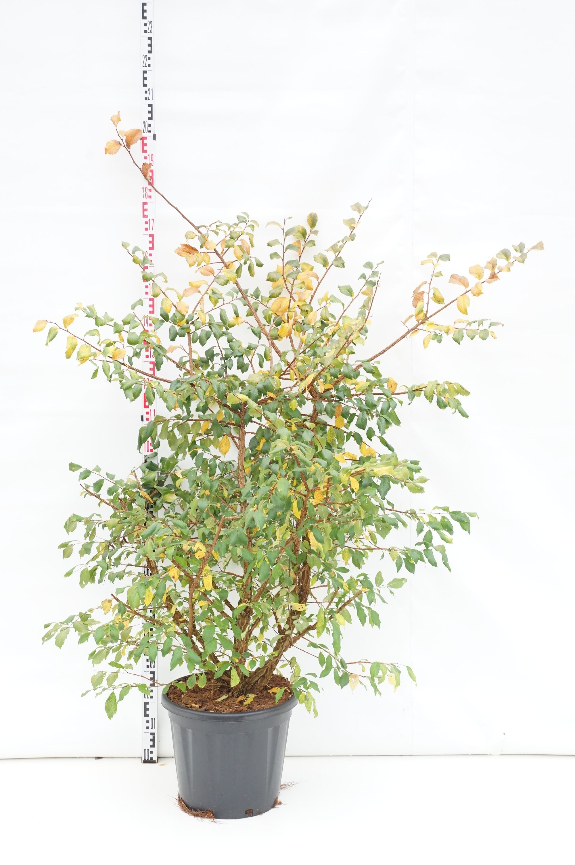 Alm minor suberosa - C30 100-125CM EXTRA