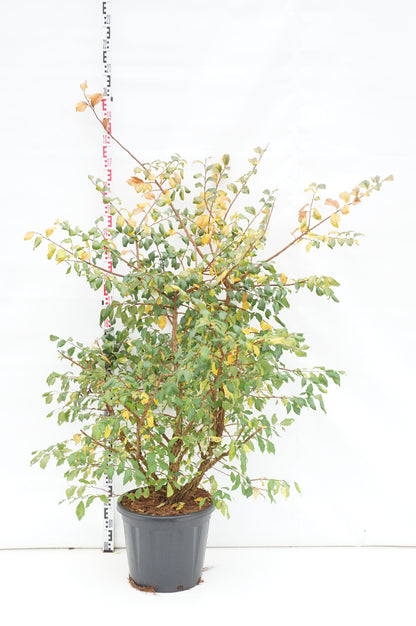Ulmus minor suberosa C30 (30 liters kruka) 100-125 cm EXTRA