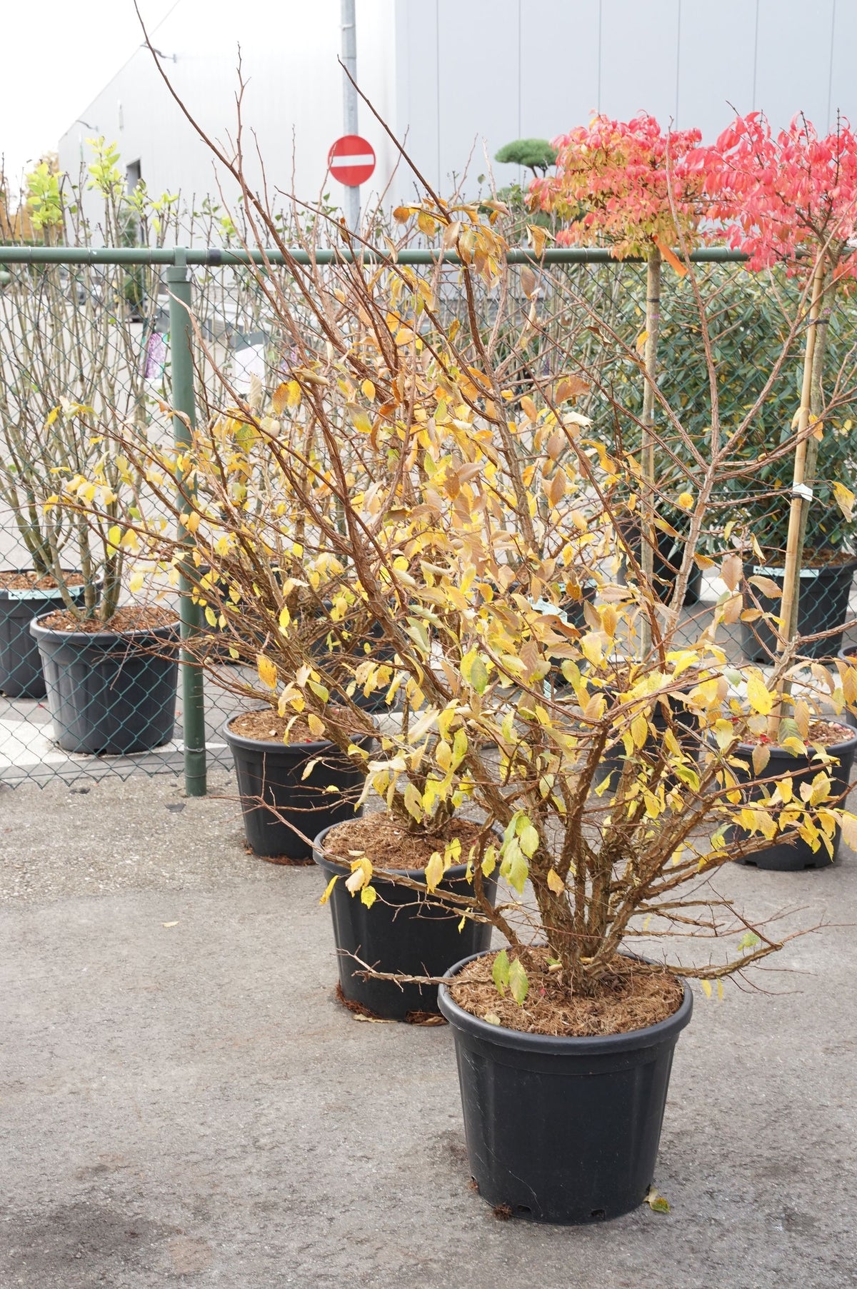 Ulmus minor suberosa 100-125 cm C30 (30 liters kruka) EXTRA