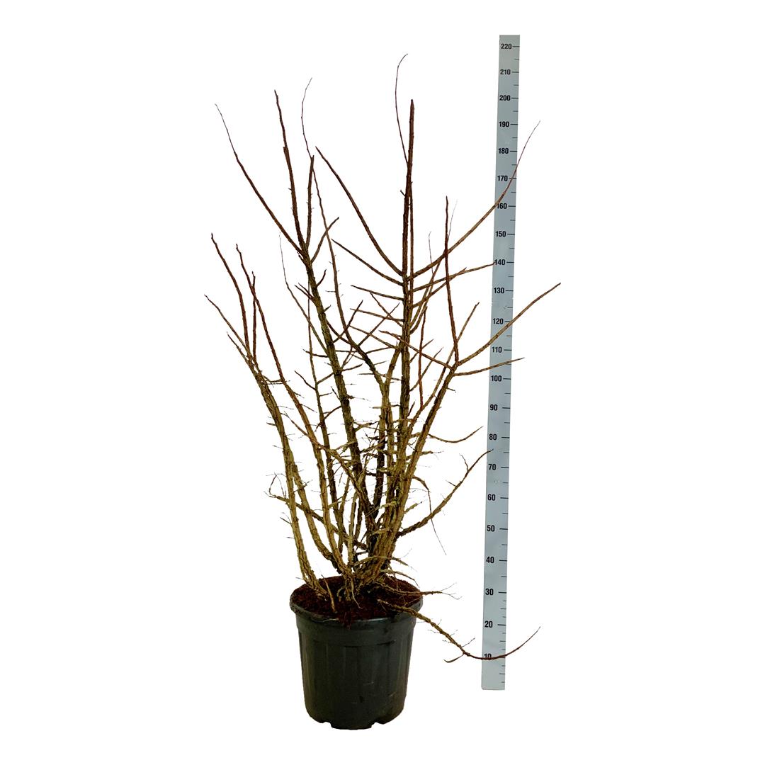 Alm minor suberosa - C30 125-150CM EXTRA