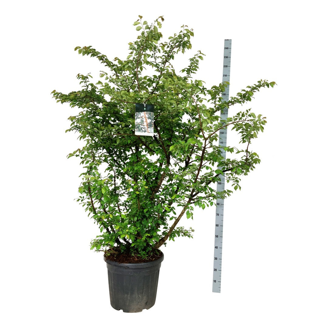 Alm minor suberosa - C30 150-175CM EXTRA