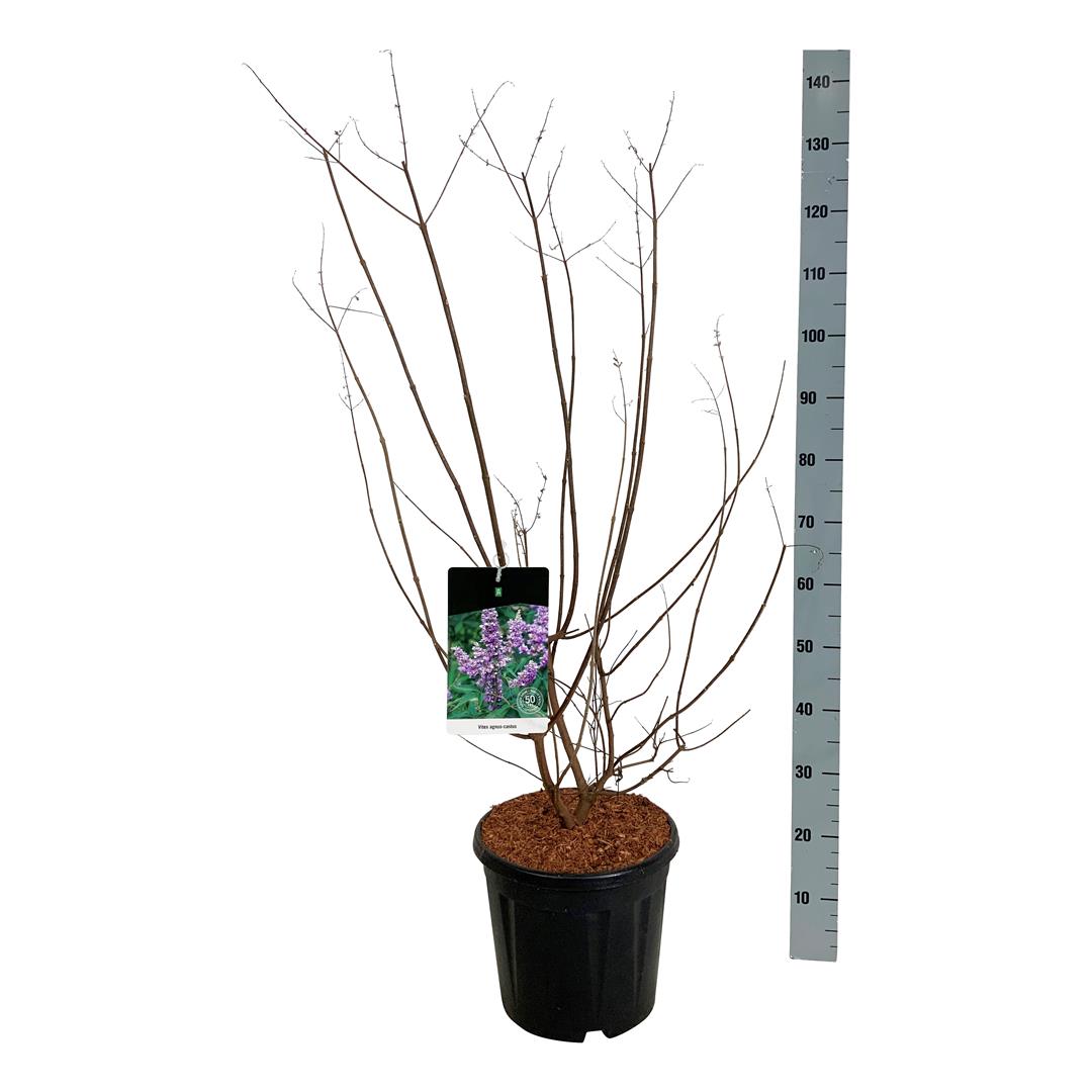 Munkpeppar agnus-castus - C15 80-100 CM