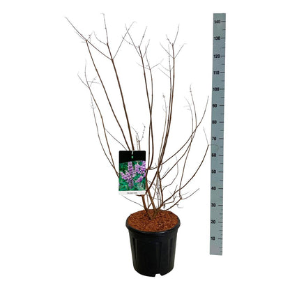 Vitex agnus-castus C15 (15 liters kruka) 80-100 cm