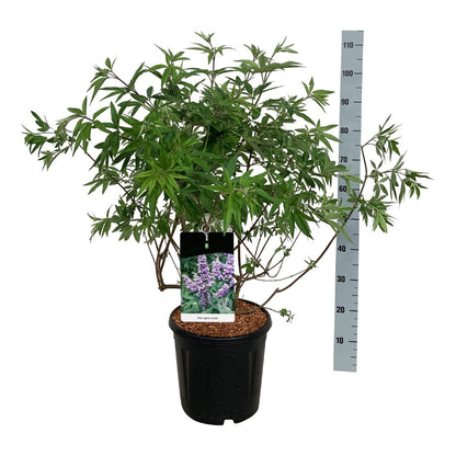 Vitex agnus-castus C15 (15 liters kruka) 80-100 cm