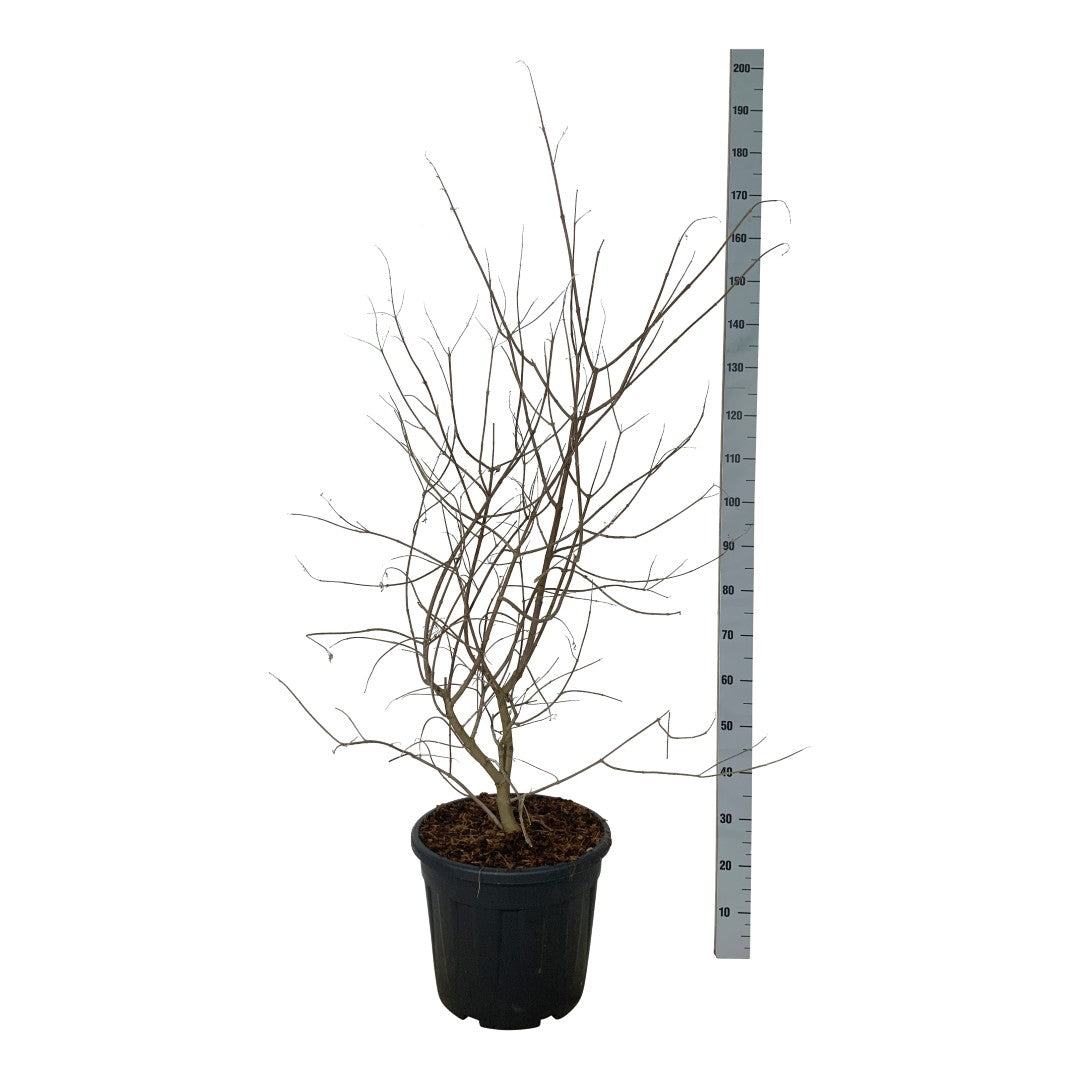 Munkpeppar agnus-castus - C30 80-100 CM EXTRA