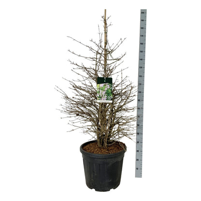 Viburnum plicatum &