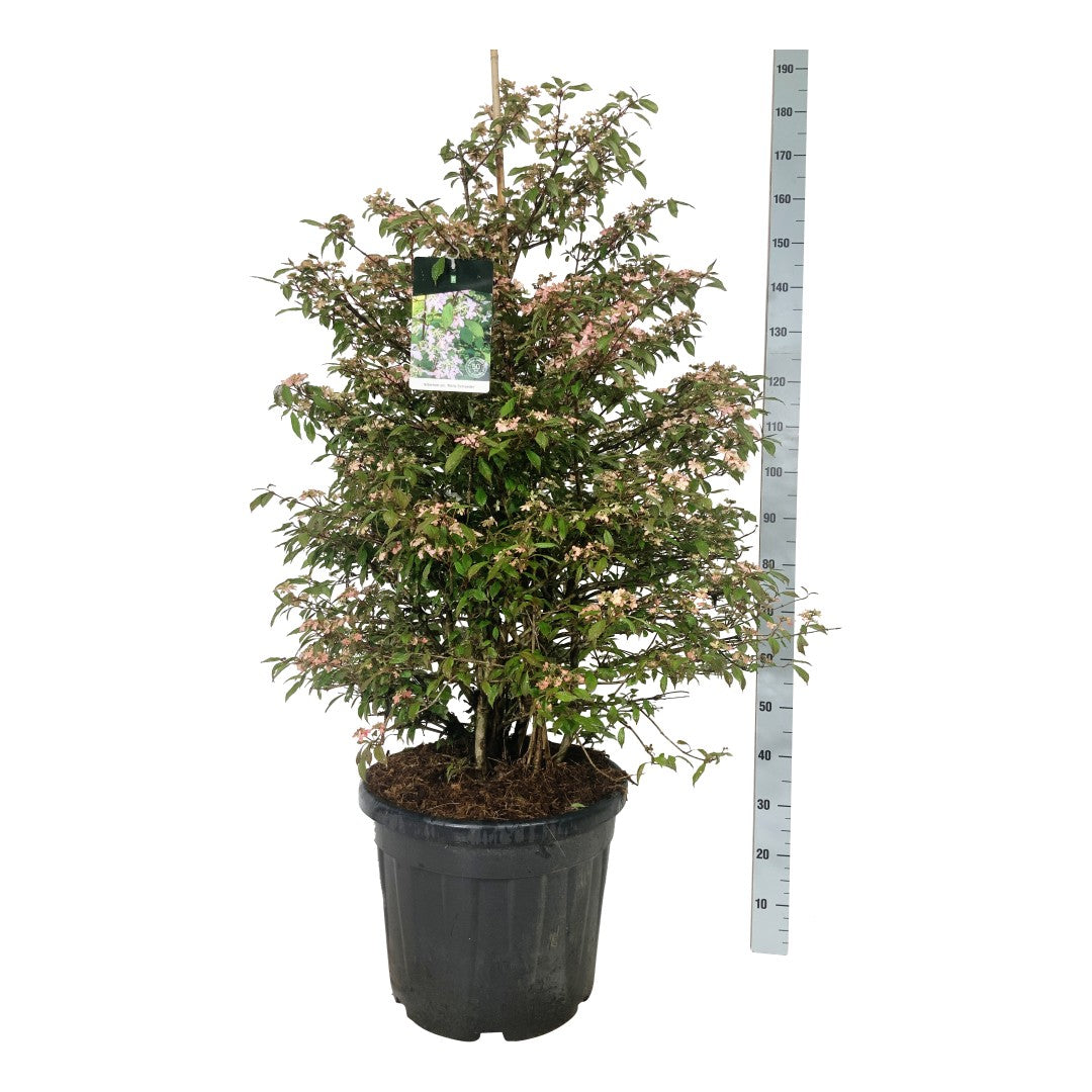 Viburnum plic. &