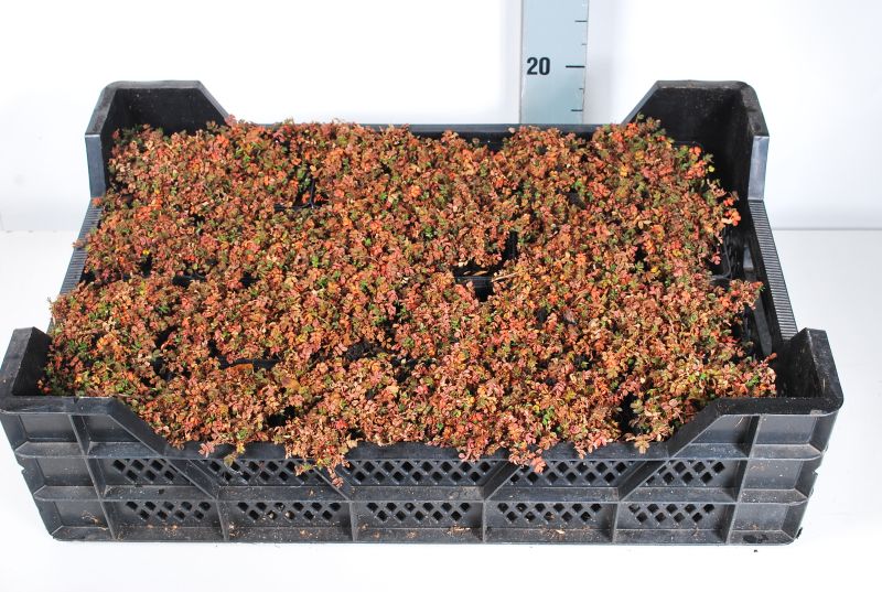 Acaena micro. &