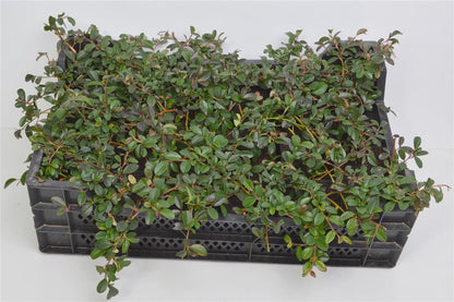 Cotoneaster dammeri - 9 cm kruka