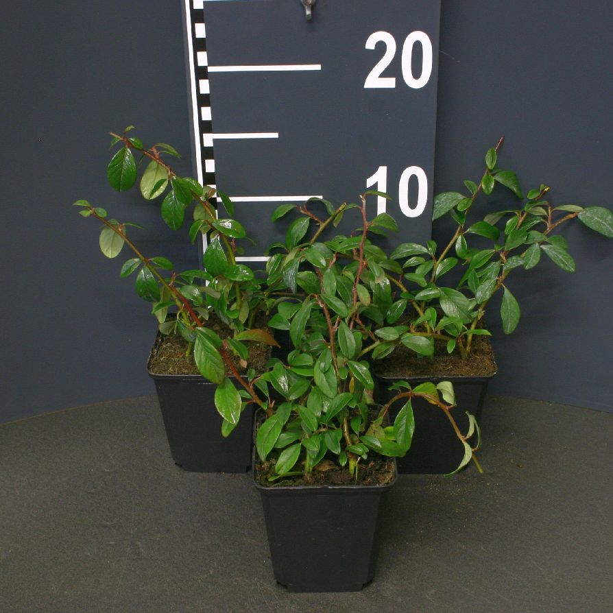 Cotoneaster dammerii &