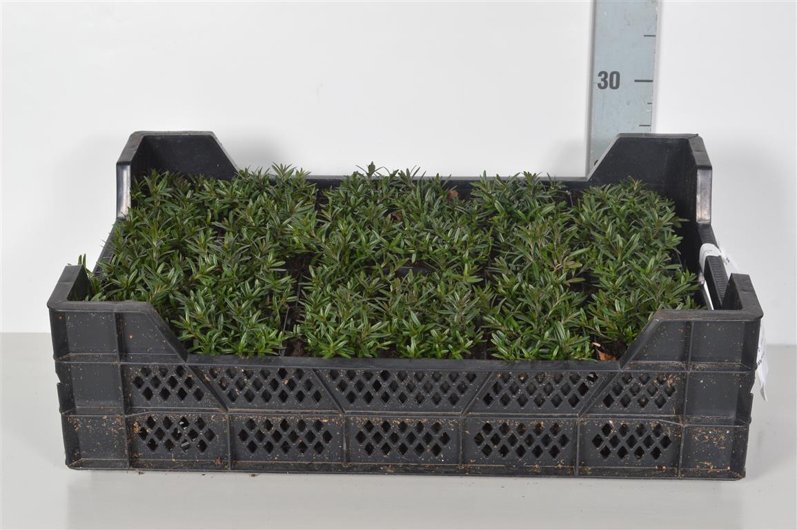 Dianthus deltoides &