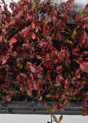 Euonymus fort. 'Dart's Blanket'