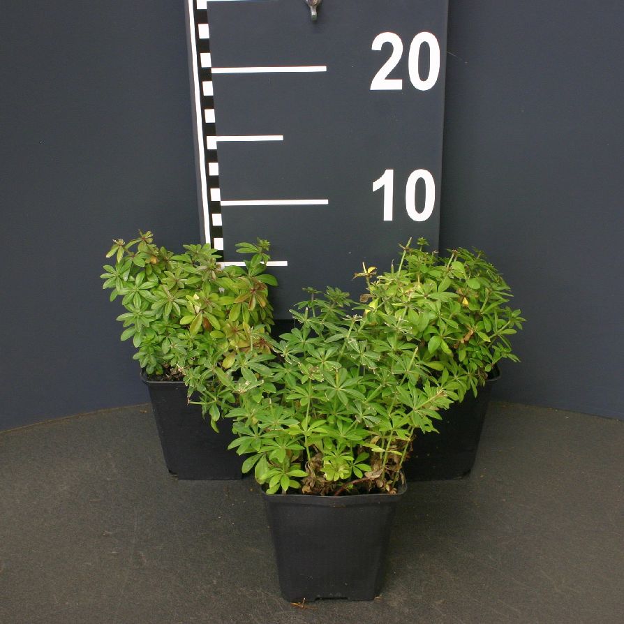 Galium odoratum (Myskmadra) 9 cm kruka