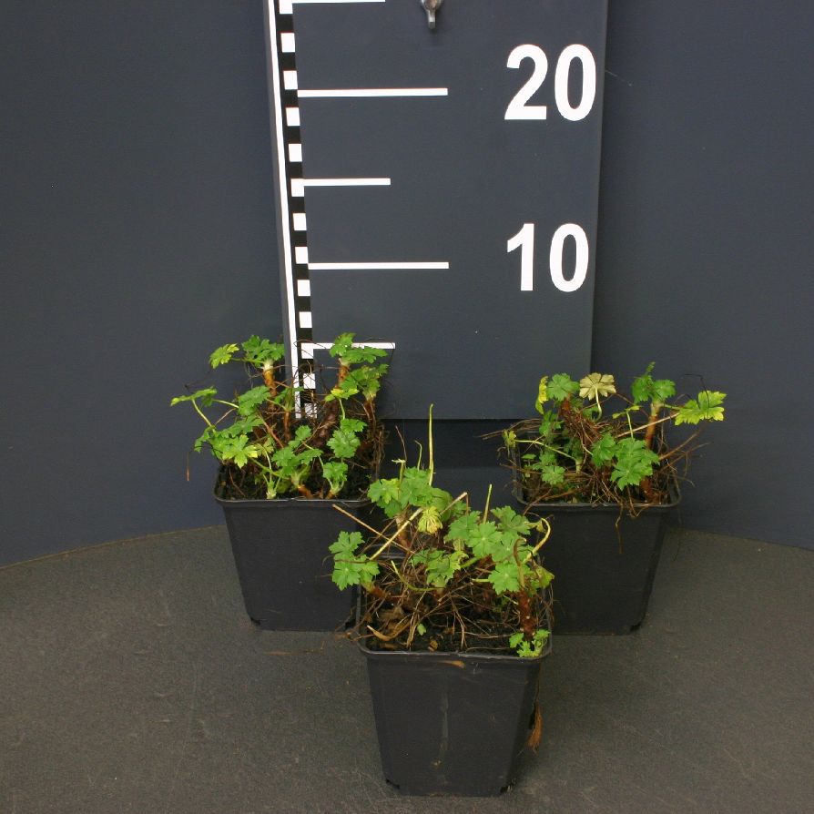 Geranium cantabrigiense &