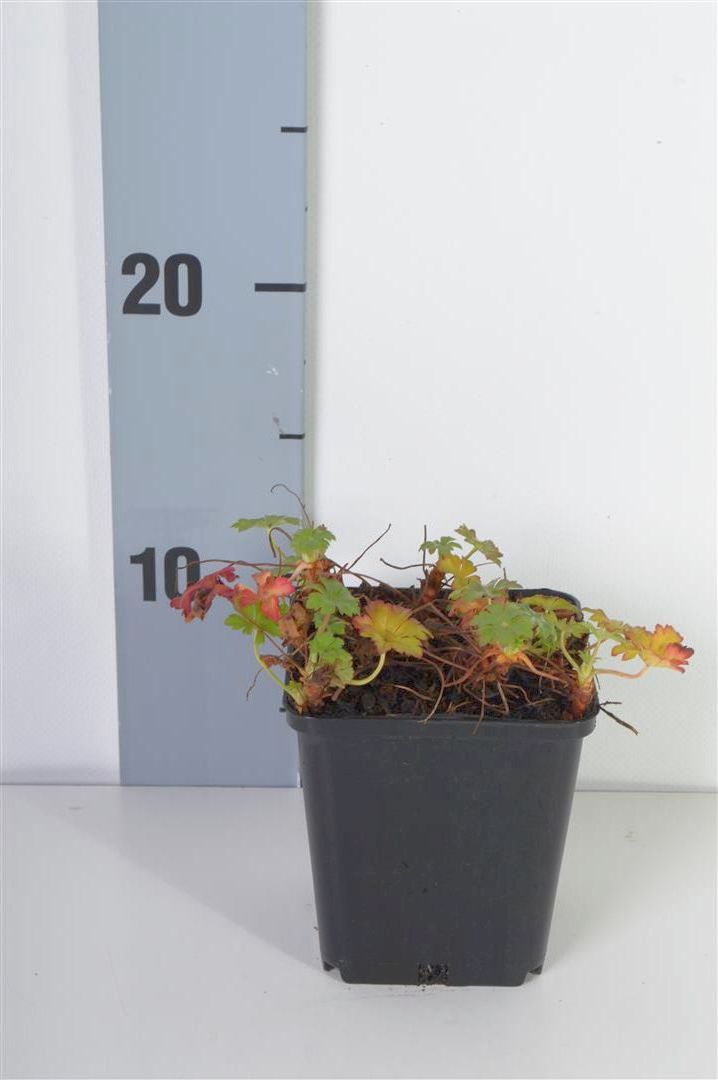 Geranium cantabr. &