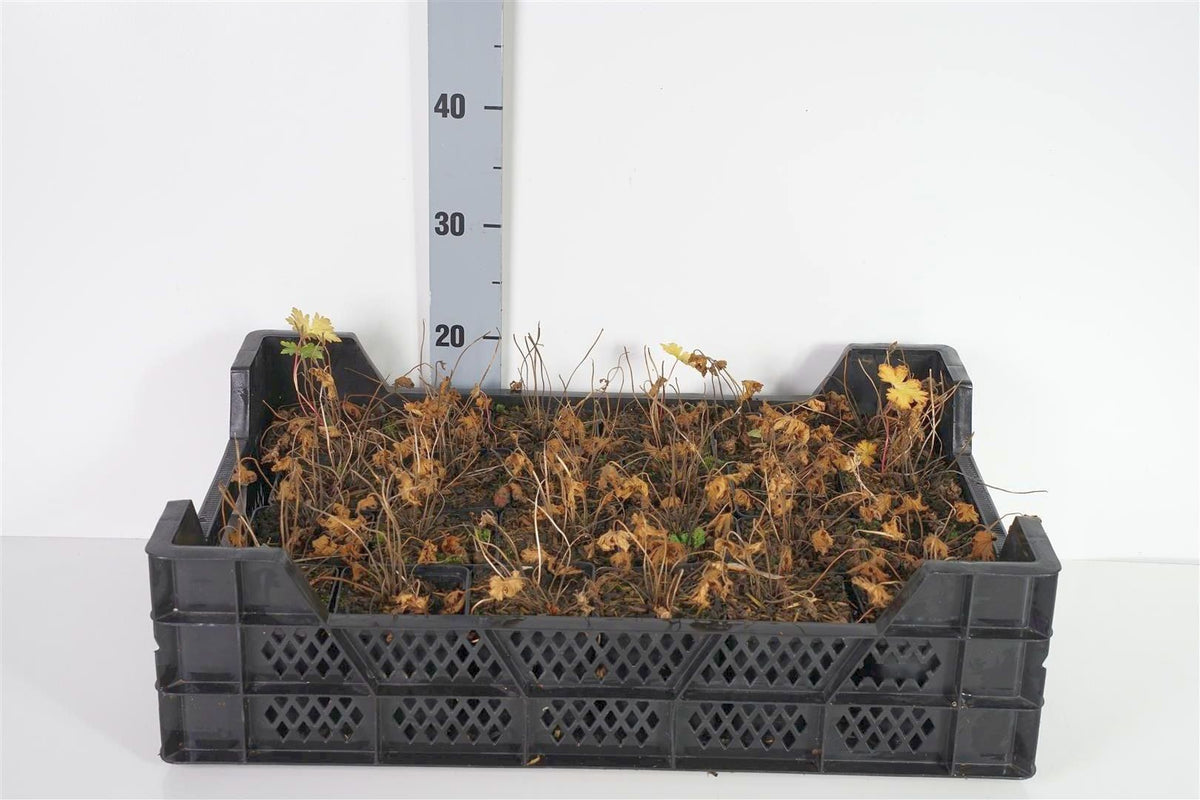 Geranium himalayense C2 (2 liters kruka) / 17 cm kruka