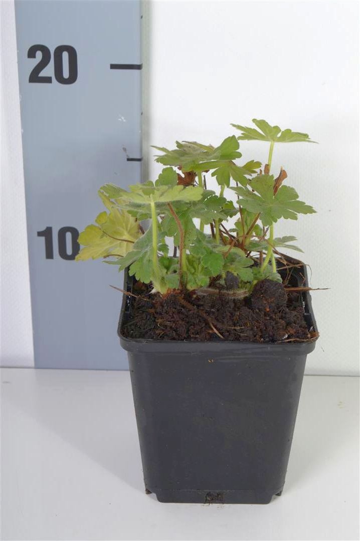 Geranium macr. &