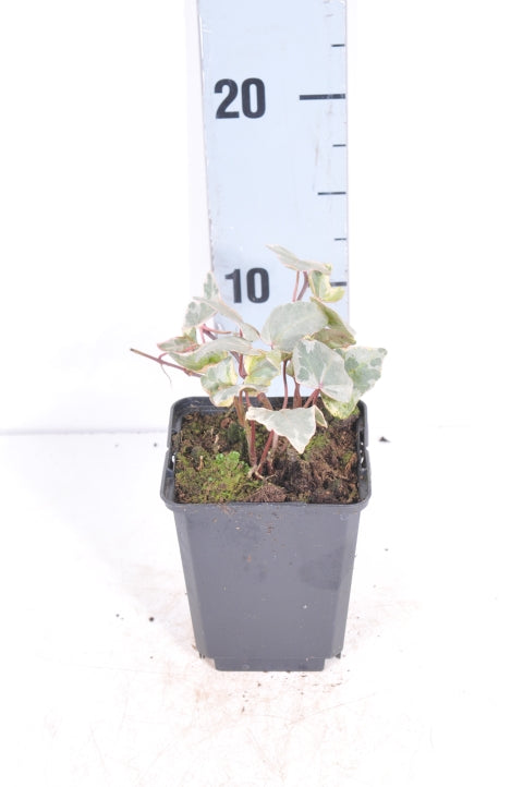 Hedera helix &