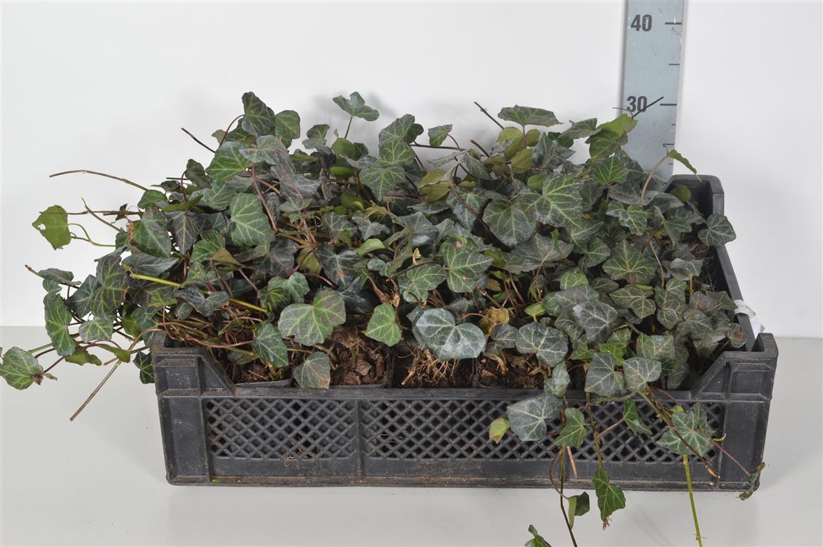 Hedera helix &