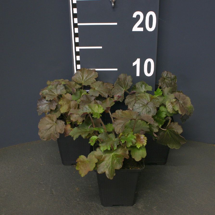 Heuchera mic. &