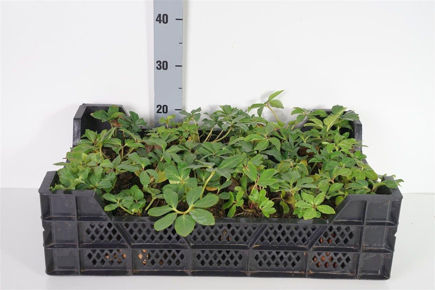 Helleborus niger C2 (2 liters kruka / 17 cm kruka)