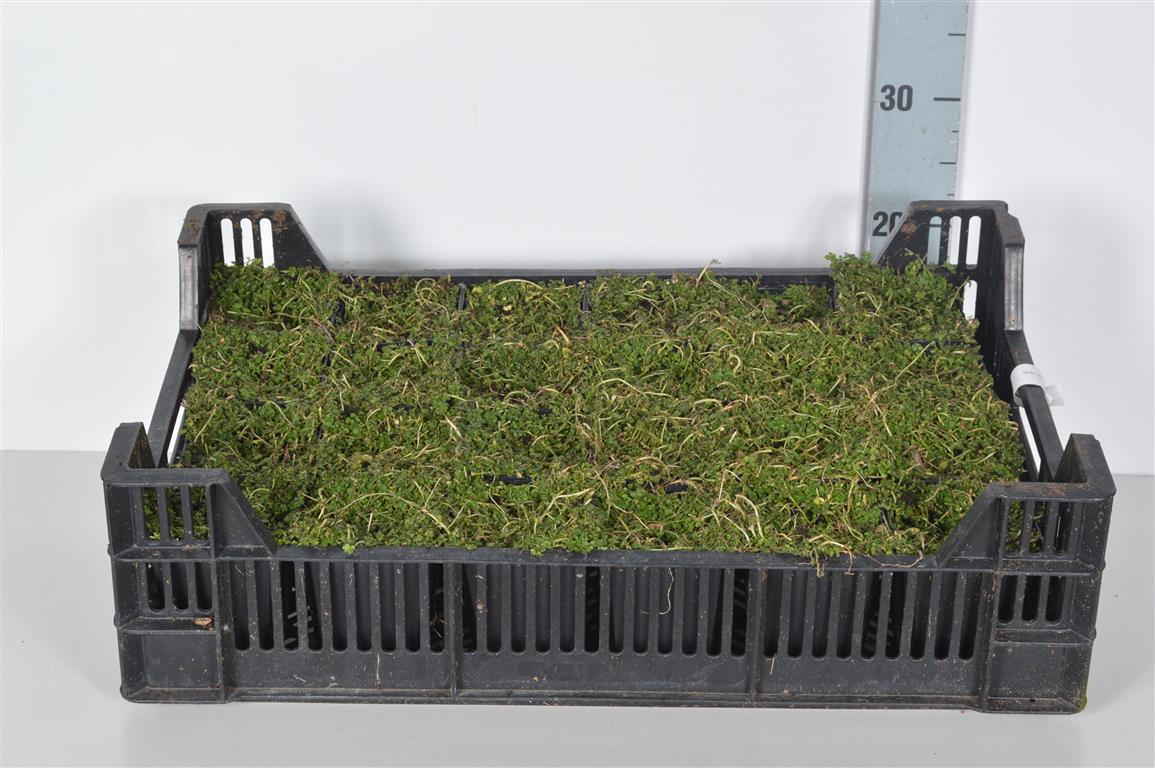 Isotoma fluviatilis C2 (2 liters kruka) / 17 cm kruka