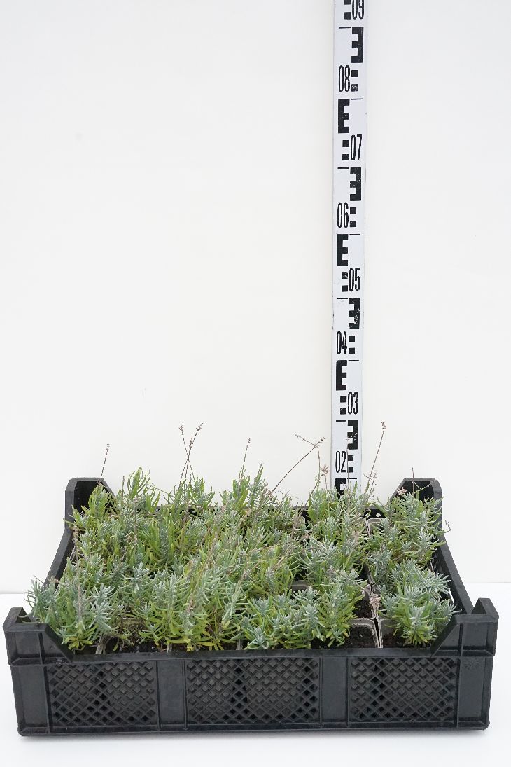 Vit lavendel - Lavandula ang. &
