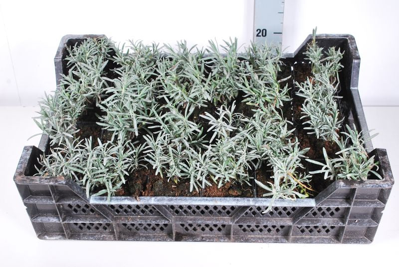 Lavendel ang. &