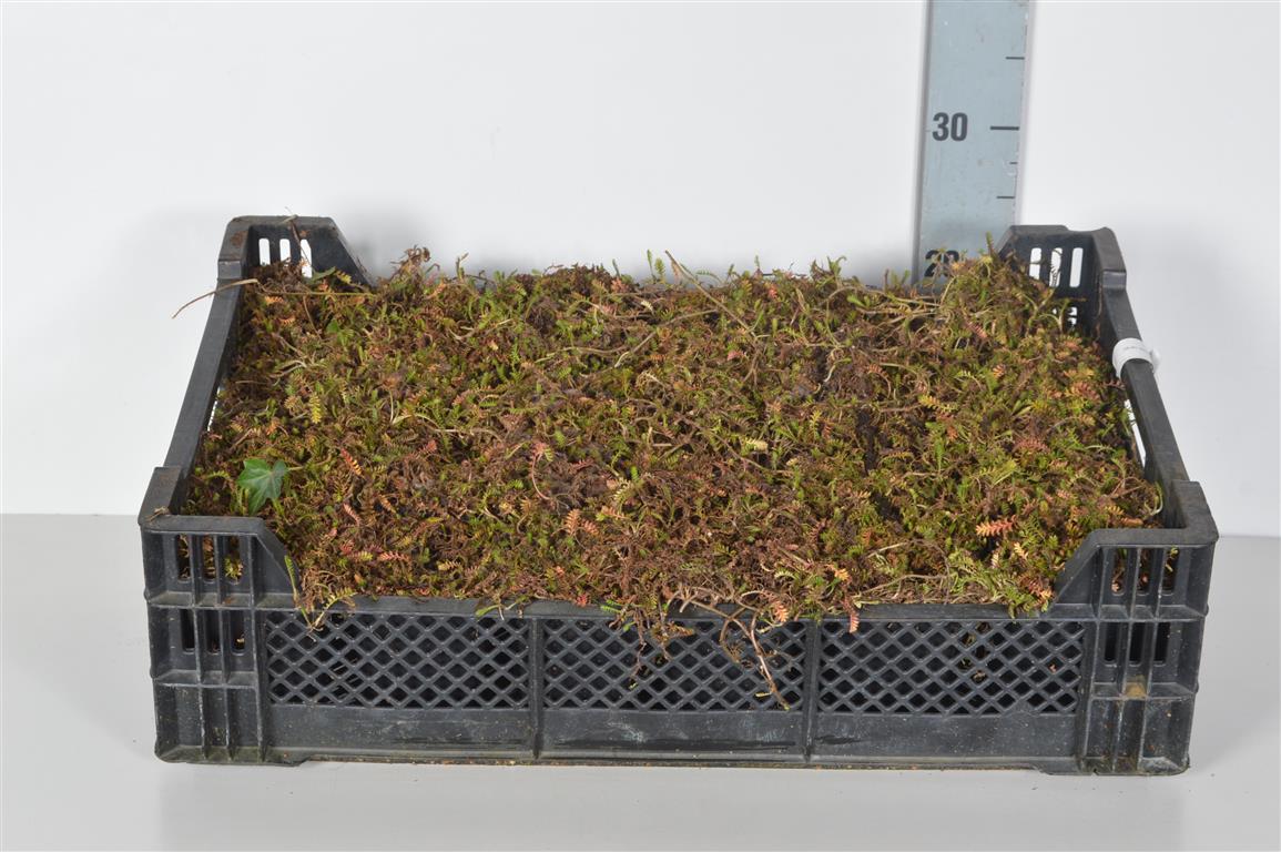 Leptinella squalida 9 cm kruka