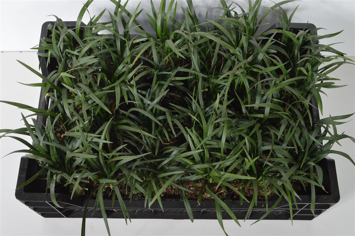 Liriope musc. &
