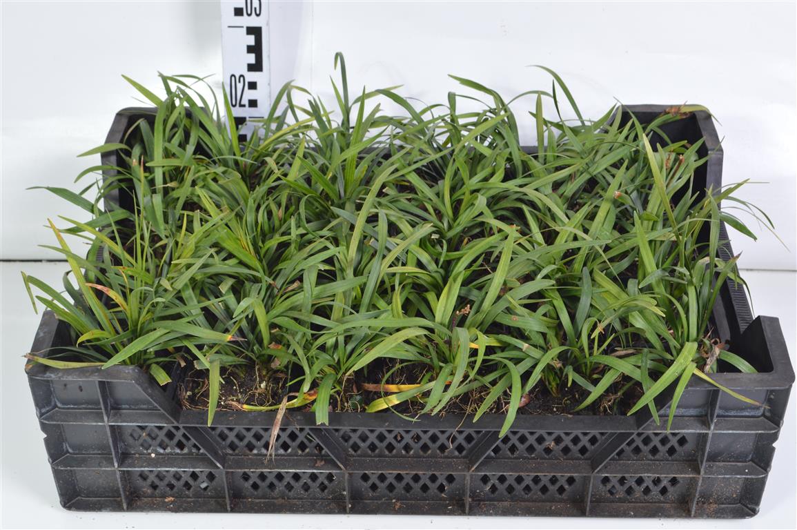 Liriope musc. &