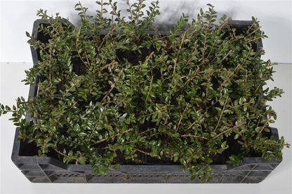 Lonicera pileata 9 cm kruka