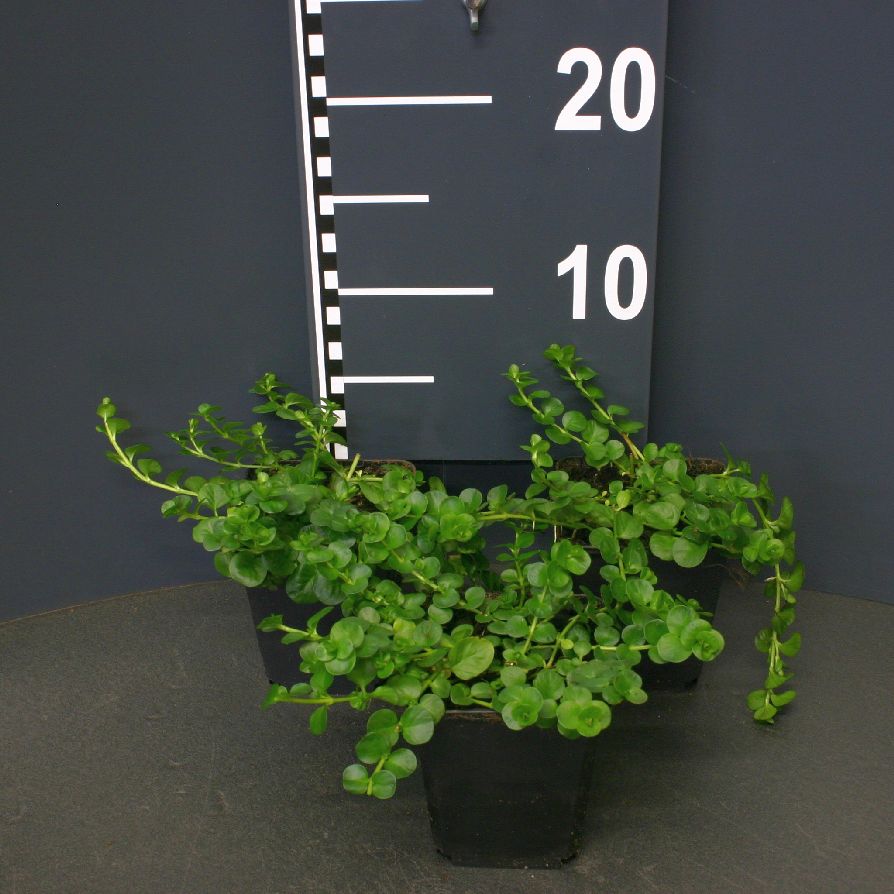 Praktlysing nummularia - P9