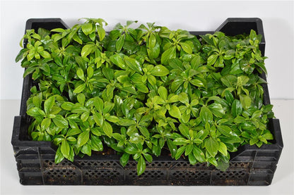 Pachysandra term. &