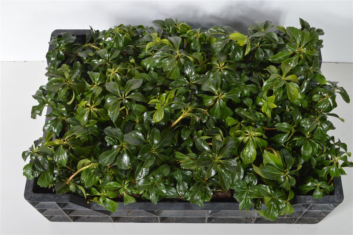 Pachysandra terminalis &