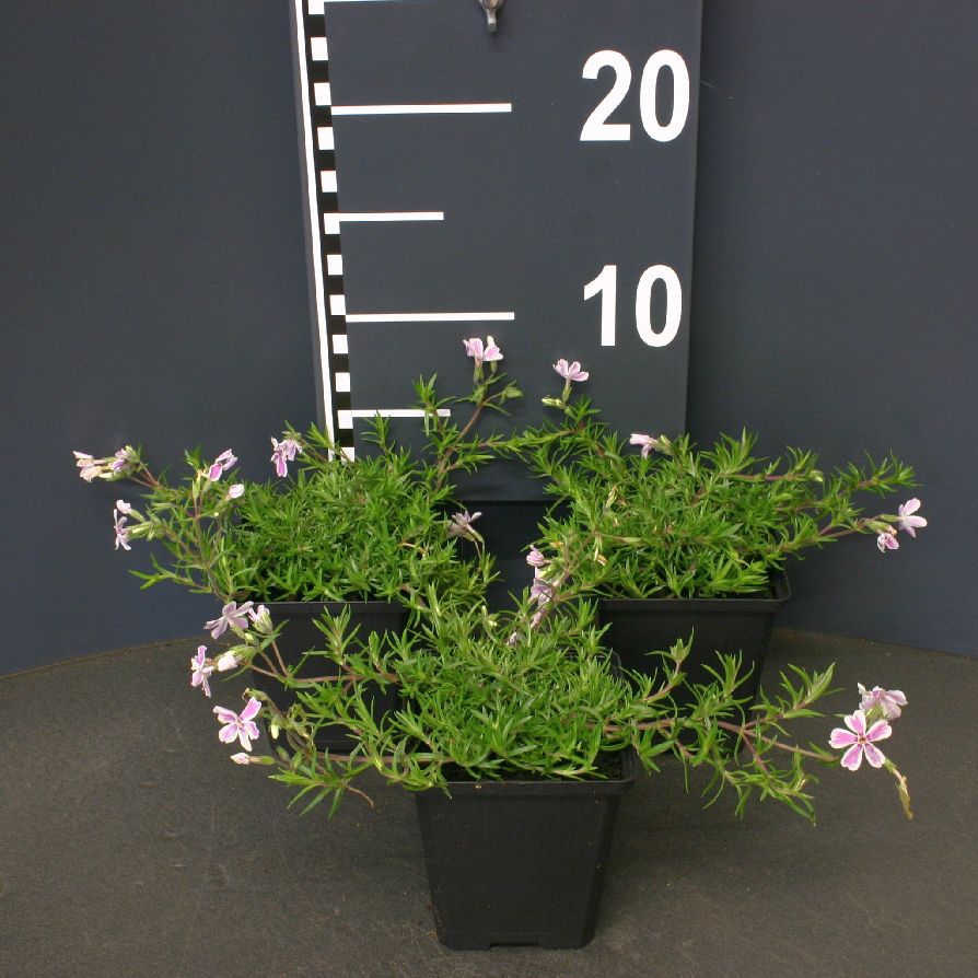 Phlox (S) &