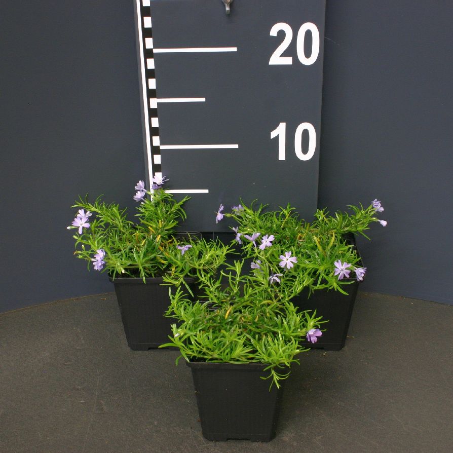 Phlox (S) &