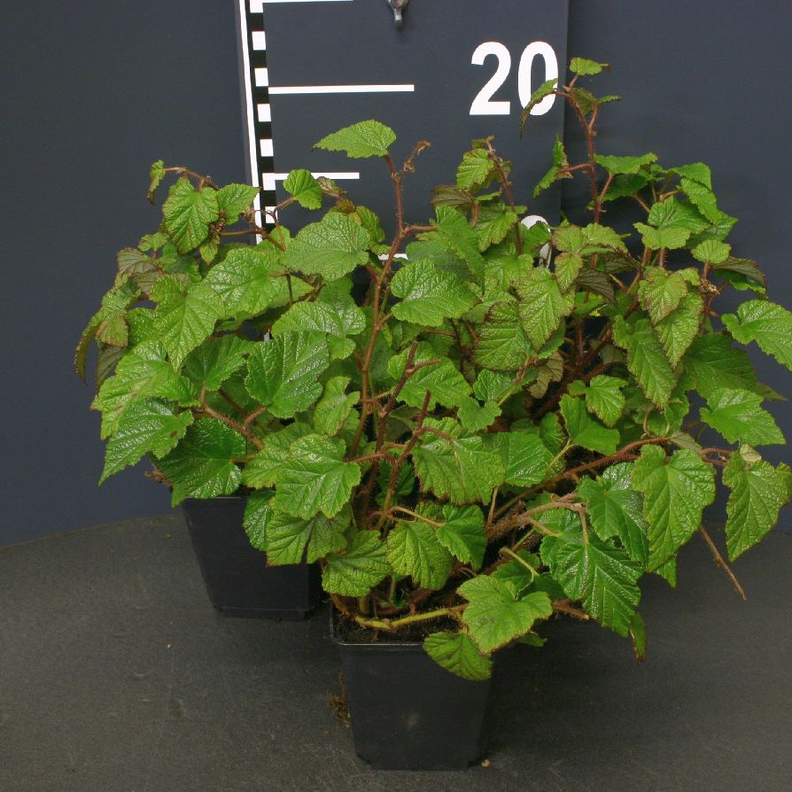 Rubus tricolor C1,5 (1,5 liters kruka)
